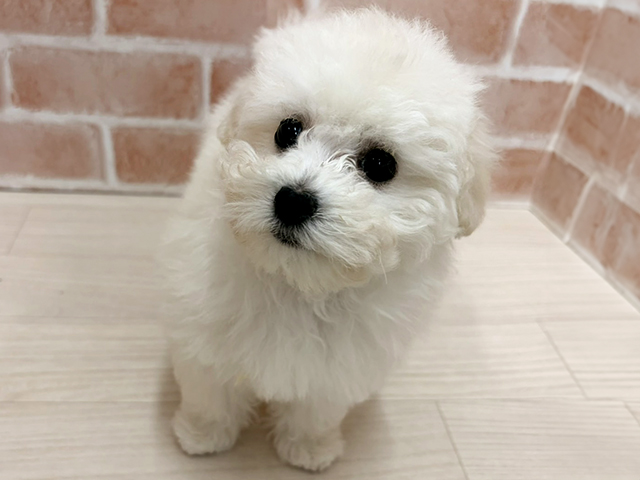 愛知県のビションフリーゼ (ペッツファースト一宮店/2025年10月27日生まれ/女の子/ホワイト)の子犬の1枚目の画像