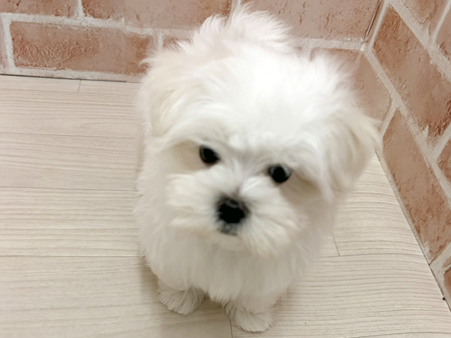 愛知県のマルチーズ (ペッツファースト一宮店/2025年10月22日生まれ/男の子/ホワイト)の子犬の1枚目の画像