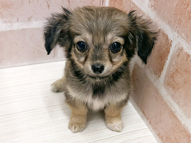 愛知県のチワックス(チワワ×ダックス) (ペッツファースト一宮店/2025年10月27日生まれ/男の子/フォーン)の子犬の1枚目の画像