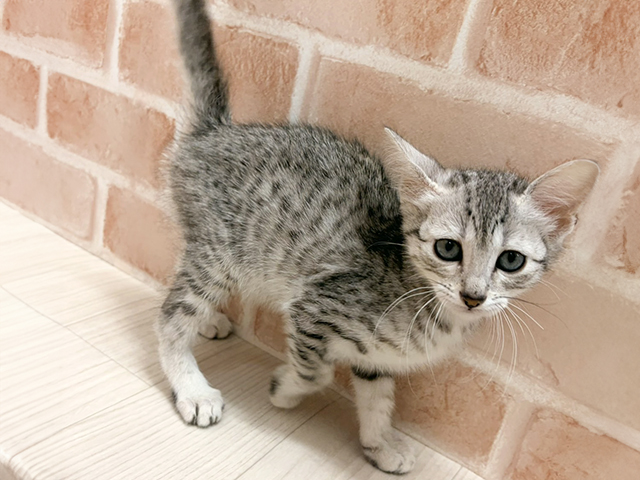 愛知県のエジプシャンマウ (ペッツファースト一宮店/2025年11月1日生まれ/男の子/シルバー)の子猫の1枚目の画像
