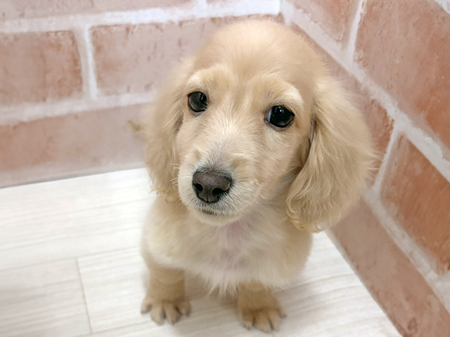 愛知県のミニチュアダックスフンド(ロング) (ペッツファースト一宮店/2025年10月7日生まれ/女の子/イエロー)の子犬の1枚目の画像