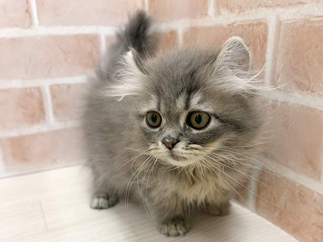 愛知県のアメリカンカール (ペッツファースト一宮店/2025年9月10日生まれ/女の子/ブルータビー)の子猫の1枚目の画像