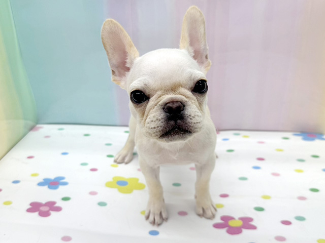 神奈川県のフレンチブルドッグ (ペッツファースト湘南平塚店/2025年11月7日生まれ/女の子/クリーム)の子犬の1枚目の画像