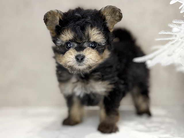 大阪府のポメプー(ポメラニアン×プードル) (ペッツファースト茶屋町店/2025年11月14日生まれ/女の子/ブラックタン)の子犬の1枚目の画像