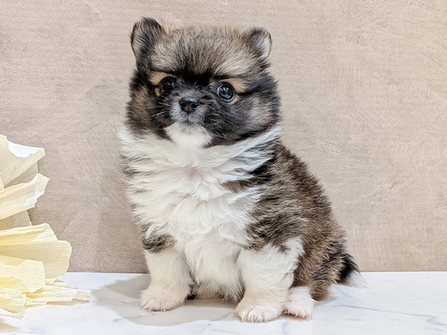 大阪府のポメチワ/チワポメ/ポメチー(ポメラニアン×チワワ) (ペッツファースト難波店/2025年11月16日生まれ/女の子/セーブルホワイト)の子犬の1枚目の画像