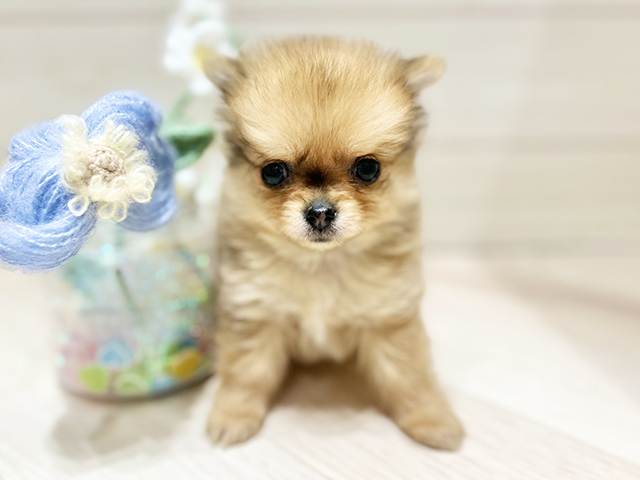 大阪府のポメチワ/チワポメ/ポメチー(ポメラニアン×チワワ) (ペッツファーストららぽーと門真店/2025年11月16日生まれ/女の子/パーティーカラー)の子犬