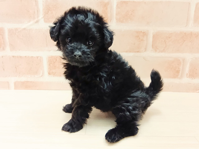 埼玉県のチワプー/プーチー(チワワ×プードル) (ペッツファースト春日部店/2025年11月16日生まれ/女の子/ブラック)の子犬の1枚目の画像