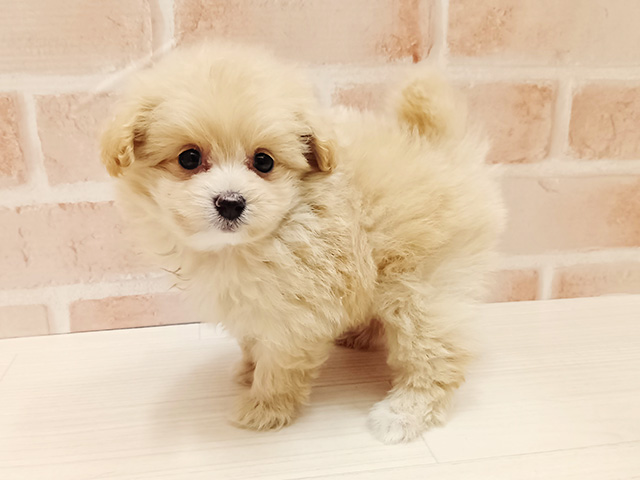 埼玉県のマルプー(マルチーズ×プードル) (ペッツファースト春日部店/2025年11月17日生まれ/女の子/アプリコット)の子犬の1枚目の画像