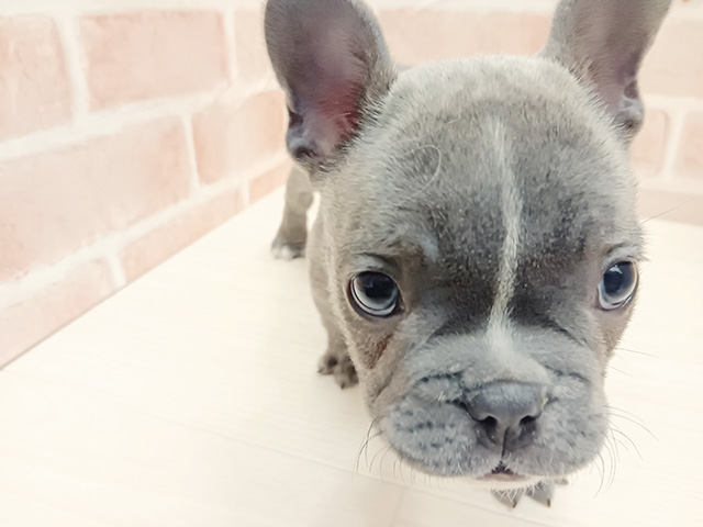 埼玉県のフレンチブルドッグ (ペッツファースト春日部店/2025年11月18日生まれ/男の子/ブルーホワイト)の子犬の1枚目の画像