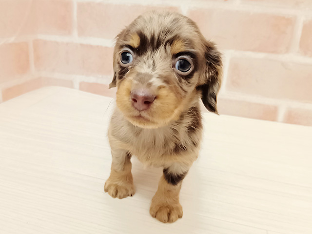 埼玉県のカニンヘンダックスフンド(ロング) (ペッツファースト春日部店/2025年11月17日生まれ/女の子/チョコレートダップル)の子犬の1枚目の画像