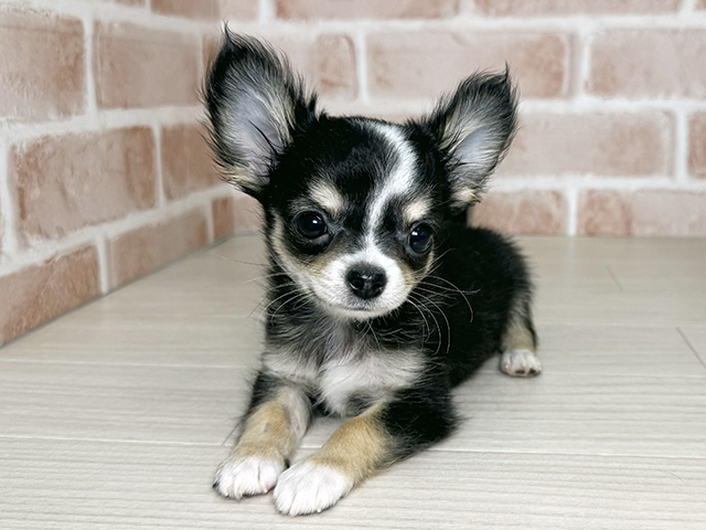 大阪府のチワワ(ロング) (ペッツファースト東大阪店/2025年10月28日生まれ/男の子/ブラックタンホワイト)の子犬