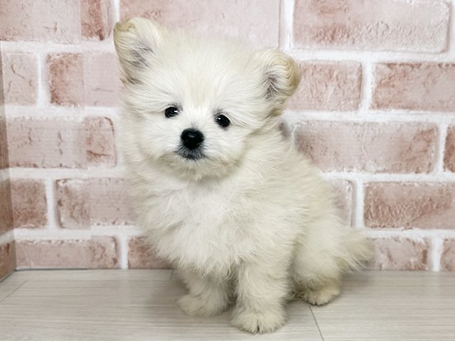 大阪府のポメプー(ポメラニアン×プードル) (ペッツファースト東大阪店/2025年11月10日生まれ/男の子/クリーム)の子犬