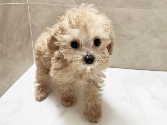 トイプードル