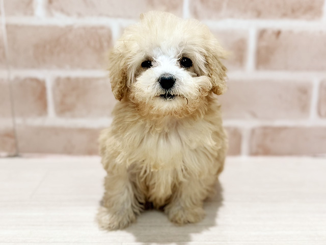 神奈川県のトイプードル(タイニー) (ペッツファースト秦野店/2025年11月10日生まれ/女の子/アプリコット)の子犬の1枚目の画像