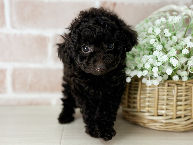 京都府のトイプードル(タイニー) (ペッツファースト京都店/2025年11月17日生まれ/女の子/ブラウン)の子犬の1枚目の画像