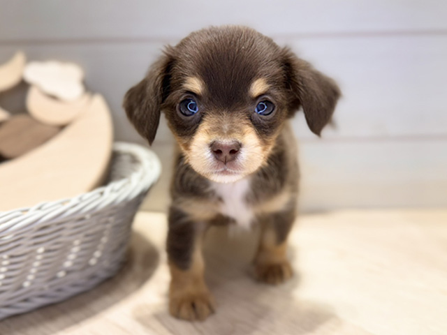 群馬県のチワックス(チワワ×ダックス) (ペッツファースト高崎店/2025年11月17日生まれ/男の子/チョコレートタン)の子犬の1枚目の画像
