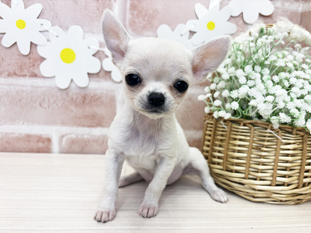 鹿児島県のチワワ(スムース) (ペッツファースト鹿児島店/2025年11月17日生まれ/女の子/ホワイト)の子犬の1枚目の画像