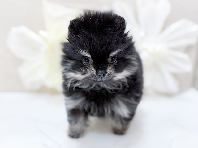 東京都のポメラニアン (ペッツファースト恵比寿店/2025年11月17日生まれ/男の子/ブラックタン)の子犬の1枚目の画像