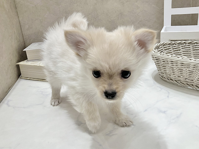 東京都のポメチワ/チワポメ/ポメチー(ポメラニアン×チワワ) (ペッツファースト晴海店/2025年11月17日生まれ/男の子/クリーム)の子犬の1枚目の画像