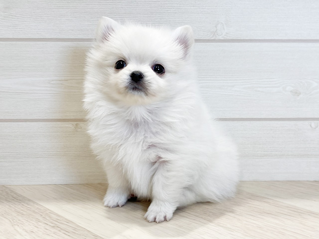 秋田県のポメチワ/チワポメ/ポメチー(ポメラニアン×チワワ) (ペッツファースト秋田店/2025年11月17日生まれ/男の子/クリーム)の子犬の1枚目の画像