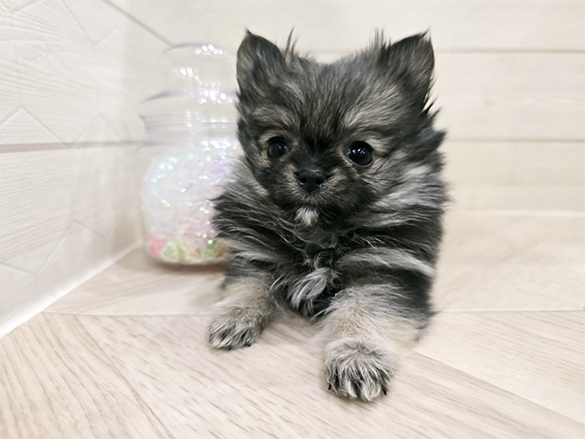 東京都のポメチワ/チワポメ/ポメチー(ポメラニアン×チワワ) (ペッツファースト吉祥寺サンロード店/2025年11月17日生まれ/女の子/クリームセーブル)の子犬