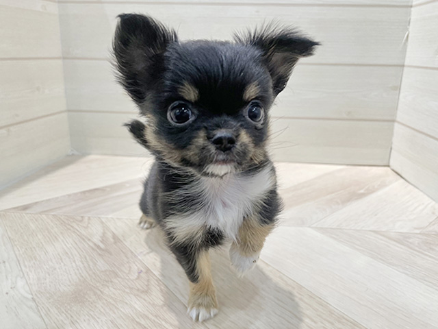 福岡県のチワワ(ロング) (ペッツファースト福岡天神店(c)/2025年11月16日生まれ/女の子/ブラックタンホワイト)の子犬の1枚目の画像