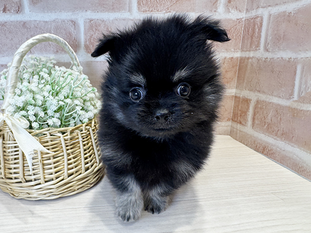 大阪府のポメチワ/チワポメ/ポメチー(ポメラニアン×チワワ) (ペッツファースト北心斎橋店/2025年11月17日生まれ/男の子/ブラックタン)の子犬の1枚目の画像