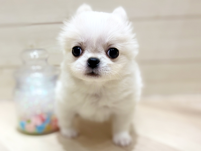 大阪府のチワペキ/ペキチー/ペキチワ(チワワ×ペキニーズ) (ペッツファーストららぽーと門真店/2025年11月17日生まれ/女の子/ホワイトクリーム)の子犬の1枚目の画像