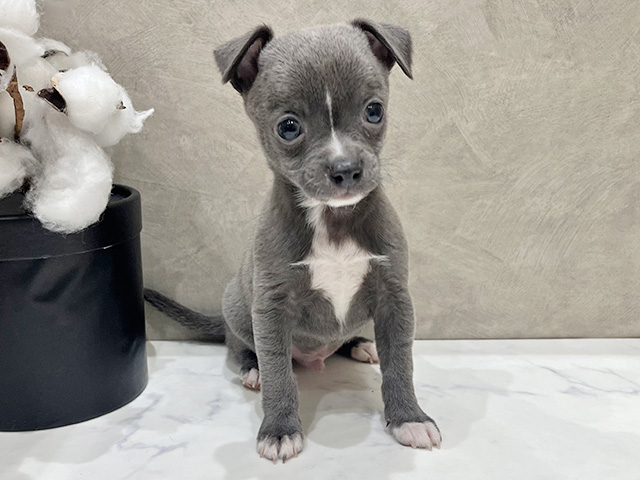 イタリアングレーハウンドミックス