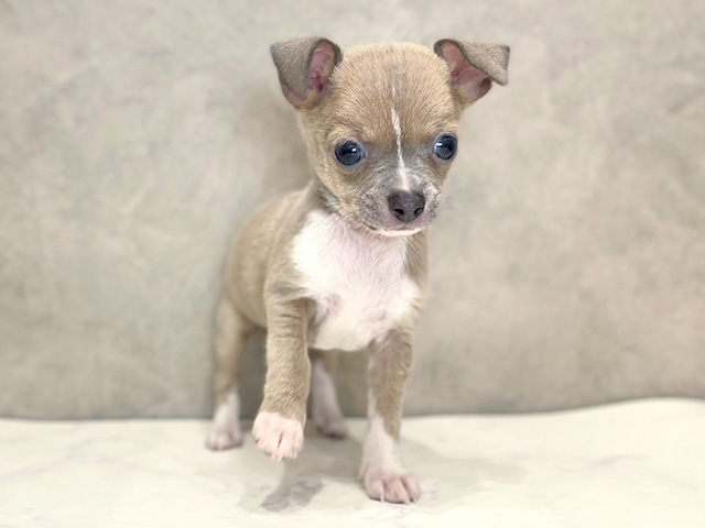 イタリアングレーハウンドミックス