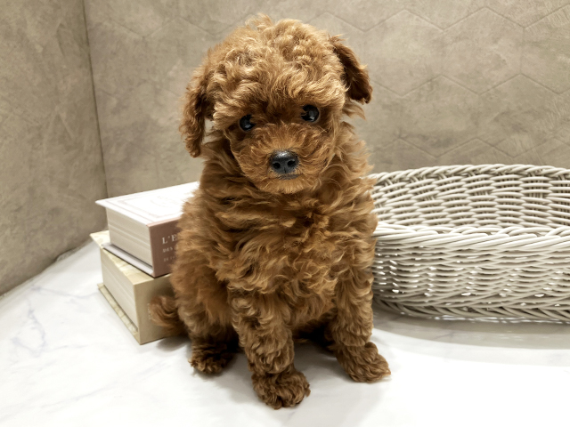 東京都のトイプードル(タイニー) (ペッツファースト晴海店/2025年11月16日生まれ/男の子/レッド)の子犬