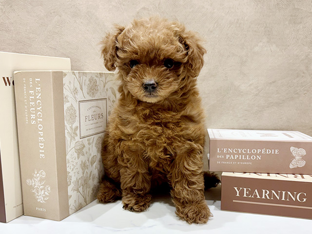 奈良県のトイプードル(タイニー) (ペッツファースト橿原店/2025年11月16日生まれ/女の子/レッド)の子犬の1枚目の画像