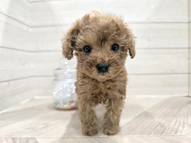 トイプードル