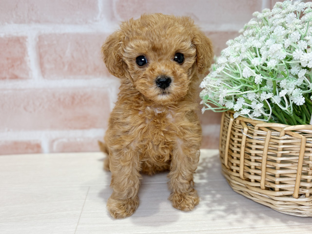 岡山県のトイプードル(タイニー) (ペッツファースト倉敷店/2025年11月17日生まれ/女の子/アプリコット)の子犬