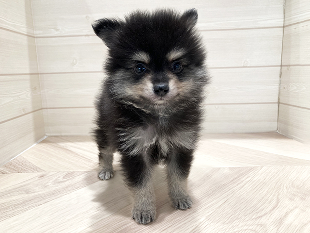 東京都のポメラニアン (ペッツファースト豊洲店/2025年11月17日生まれ/男の子/ブラックタン)の子犬の1枚目の画像
