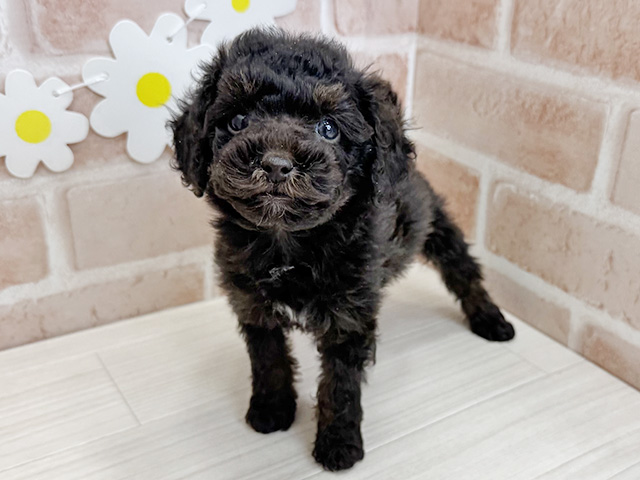 鹿児島県のトイプードル(タイニー) (ペッツファースト鹿児島店/2025年11月15日生まれ/男の子/ブラウンタン)の子犬