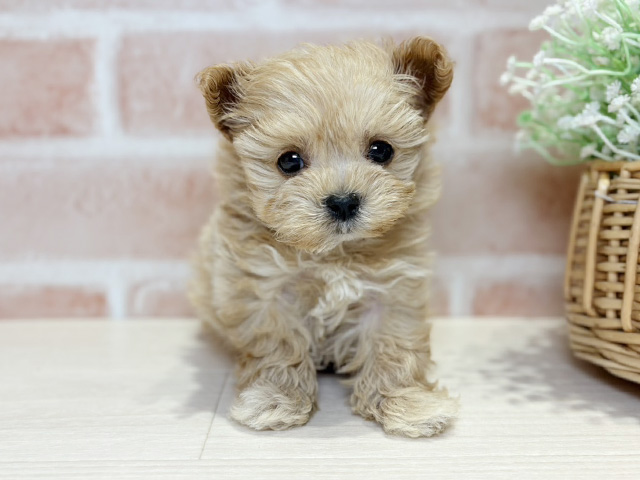 岡山県のマルプー(マルチーズ×プードル) (ペッツファースト倉敷店/2025年11月17日生まれ/男の子/アプリコット)の子犬