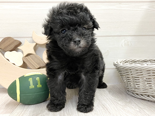 愛知県のトイプードル(タイニー) (ペッツファースト大高店/2025年11月15日生まれ/女の子/シルバー)の子犬の1枚目の画像