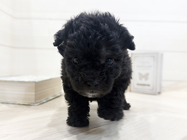 トイプードル