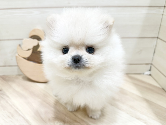 広島県のポメラニアン (ペッツファースト広島府中店/2025年11月17日生まれ/女の子/クリーム)の子犬