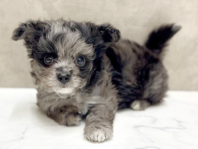 大阪府のチワプー/プーチー(チワワ×プードル) (ペッツファースト心斎橋本店/2025年11月17日生まれ/女の子/ブルーマール)の子犬の1枚目の画像