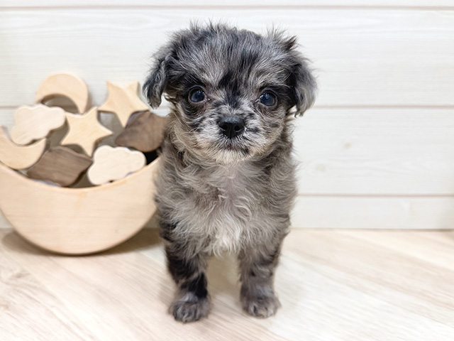 広島県のチワプー/プーチー(チワワ×プードル) (ペッツファースト広島府中店/2025年11月17日生まれ/女の子/ブルーマール)の子犬