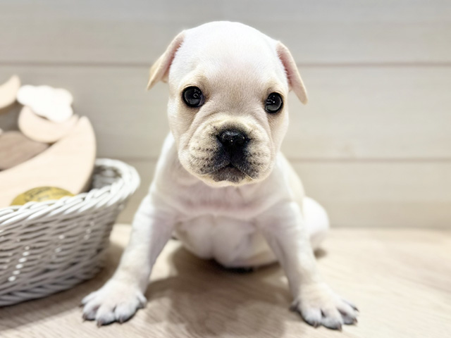 フレンチブルドッグ