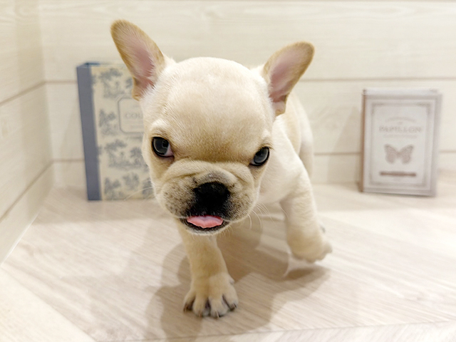 フレンチブルドッグ