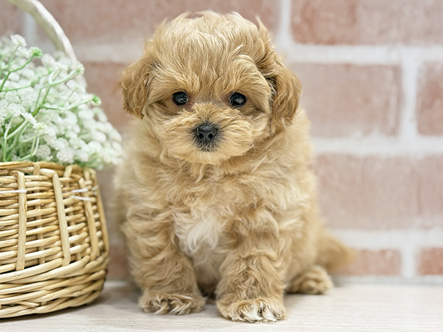 大阪府のマルプー(マルチーズ×プードル) (ペッツファースト北心斎橋店/2025年11月15日生まれ/男の子/アプリコット)の子犬の1枚目の画像