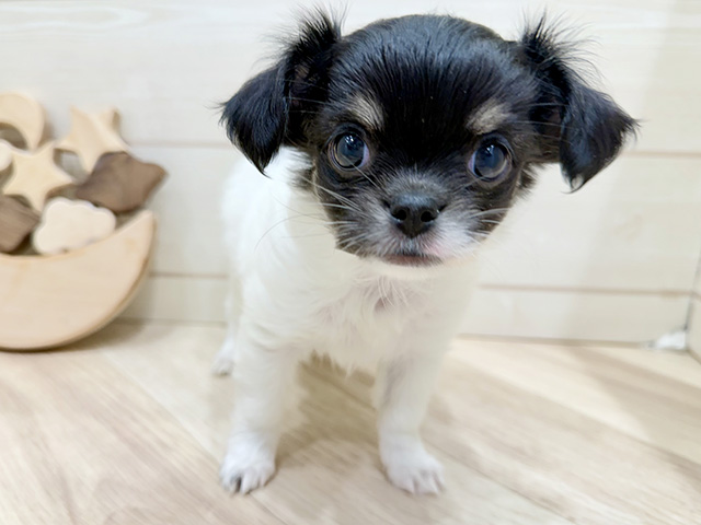 広島県のチワワ(ロング) (ペッツファースト広島府中店/2025年11月17日生まれ/女の子/ブラックタンホワイト)の子犬