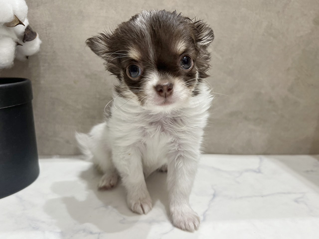 広島県のチワワ(ロング) (ペッツファースト宇品店/2025年11月17日生まれ/女の子/チョコレートタンホワイト)の子犬