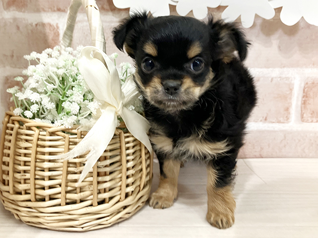 埼玉県のチワワ(ロング) (ペッツファースト入間店/2025年11月17日生まれ/女の子/ブラックタンホワイト)の子犬の1枚目の画像