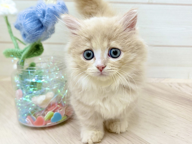 大阪府のミヌエット (ペッツファーストららぽーと門真店/2025年11月17日生まれ/女の子/クリームタビーホワイト)の子猫