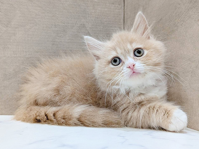 大阪府のミヌエット (ペッツファースト難波店/2025年11月15日生まれ/男の子/クリームタビーホワイト)の子猫の1枚目の画像